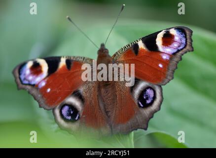 Taplow, Buckinghamshire, UK. 17th July, 2023. An Inachis io, Peacock Butterfly rests on a flower in the National Trust Gardens at Cliveden. Peacock Butterflys often flash their eye spots on their wings to scare away predators. Butterfly Conservation are calling on people across the UK to take part in this year’s Big Butterfly Count that started yesterday and runs until 6th August to help scientists understand the impact of climate change on our most-loved butterflies. Last year’s record temperatures, heatwave and drought caused some of the plants that caterpillars feed on to wither and die. To Stock Photo