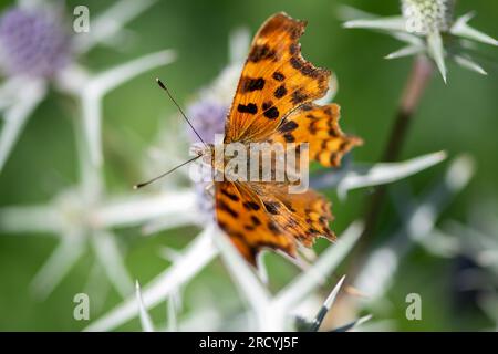 Taplow, Buckinghamshire, UK. 17th July, 2023. A Polygonia c-album Comm Butterfly rests in a garden border at the Cliveden National Trust gardens. Butterfly Conservation are calling on people across the UK to take part in this year’s Big Butterfly Count that started yesterday and runs until 6th August to help scientists understand the impact of climate change on our most-loved butterflies. Last year’s record temperatures, heatwave and drought caused some of the plants that caterpillars feed on to wither and die. To help scientists discover what the ongoing impact of this extreme weather has bee Stock Photo