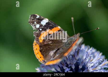 Taplow, Buckinghamshire, UK. 17th July, 2023. A Vanessa Atalanta Red Admiral Butterfly in the National Trust Gardens at Cliveden. Butterfly Conservation are calling on people across the UK to take part in this year’s Big Butterfly Count that started yesterday and runs until 6th August to help scientists understand the impact of climate change on our most-loved butterflies. Last year’s record temperatures, heatwave and drought caused some of the plants that caterpillars feed on to wither and die. To help scientists discover what the ongoing impact of this extreme weather has been, the public ar Stock Photo