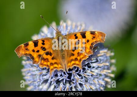 Taplow, Buckinghamshire, UK. 17th July, 2023. A Polygonia c-album Comm Butterfly rests in a garden border at the Cliveden National Trust gardens. Butterfly Conservation are calling on people across the UK to take part in this year’s Big Butterfly Count that started yesterday and runs until 6th August to help scientists understand the impact of climate change on our most-loved butterflies. Last year’s record temperatures, heatwave and drought caused some of the plants that caterpillars feed on to wither and die. To help scientists discover what the ongoing impact of this extreme weather has bee Stock Photo