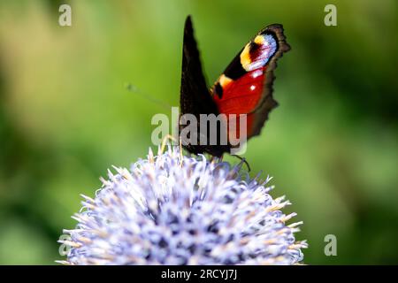 Taplow, Buckinghamshire, UK. 17th July, 2023. An Inachis io, Peacock Butterfly rests on a flower in the National Trust Gardens at Cliveden. Peacock Butterflys often flash their eye spots on their wings to scare away predators. Butterfly Conservation are calling on people across the UK to take part in this year’s Big Butterfly Count that started yesterday and runs until 6th August to help scientists understand the impact of climate change on our most-loved butterflies. Last year’s record temperatures, heatwave and drought caused some of the plants that caterpillars feed on to wither and die. To Stock Photo