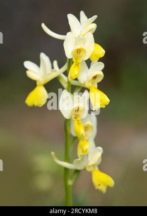 Sparse flowered orchid (Orchis pauciflora) , Spili, Crete, Greece Stock Photo