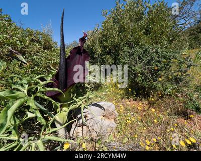 Dragon Arum in flower (Dracunculus vulgaris), Akrotiri Peninsula, Crete, Greece Stock Photo