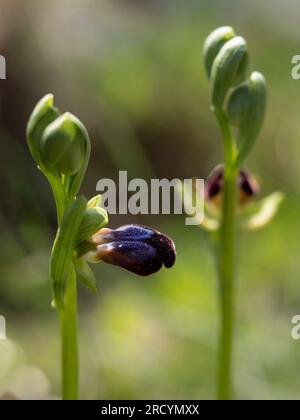 Iris Ophrys (Ophrys iricolor) flower, orchid of the eastern Mediterranean. Gious Kambos, near Spili, Crete Stock Photo