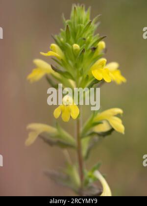 Yellow Bartsia (Parentucellia viscosa), near Spilii, Crete, Greece Stock Photo