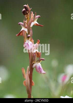 Fan-lipped Orchid, (Anacamptis collina) near Phaestos, Crete, Greece Stock Photo