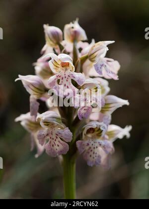 Milky Orchid (Orchis lactea) Gious Kambos, near Spili, Crete, Greece Stock Photo