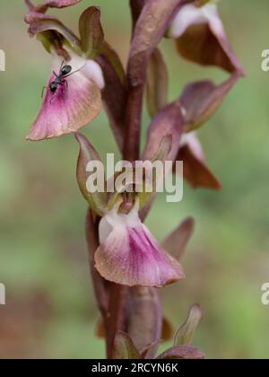 Fan-lipped Orchid, (Anacamptis collina) near Phaestos, Crete, Greece Stock Photo