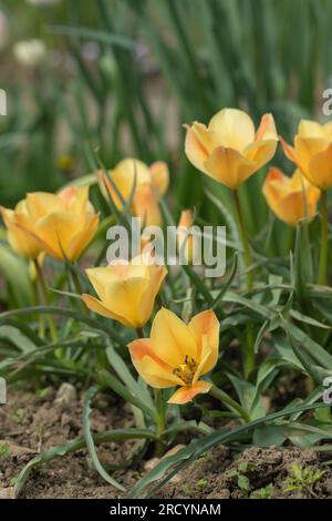 Flax-leaved tulips (Tulipa linifolia). Stock Photo