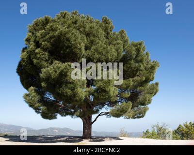 Stone Pine Tree (Pinus pinea) Omalos Plateau, Crete, Greece Stock Photo