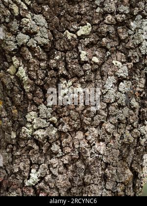 Olive Tree, (Olea europaea) close up of bark, Armeni, Crete, Greece Stock Photo