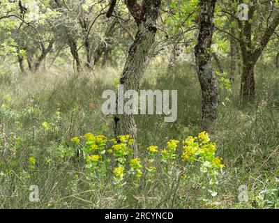 Olive Tree Grove (Olea europaea) Armeni, Crete, Greece Stock Photo