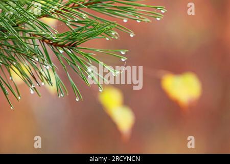Christmas tree branch with dew drops on the tips of needles, natural background, blurry Stock Photo