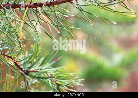 Christmas tree branch with dew drops on the tips of needles, natural background, blurry Stock Photo