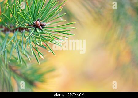 Christmas tree branch with dew drops on the tips of the needles, foreground, natural background, blurry Stock Photo