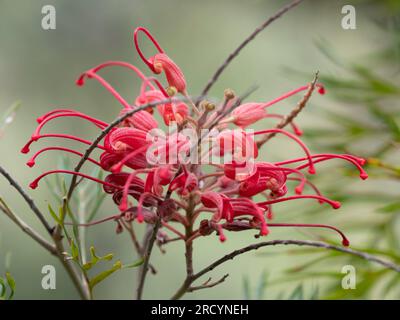 Red Spider Flower (Grevillea speciosa) Botanical Park & Garden, Omalos, Crete, Greece Stock Photo
