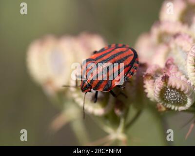 Italian striped stink / Harlequin or Minstrel bug (Graphosoma italicum) on Seeds of Mediterranean Hartwort (Tordymmium apulum), near Spili, Crete, Gre Stock Photo