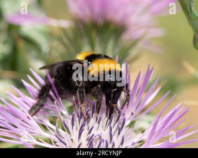Bumble Bee (Bombus terrestris) nectaring on Milk thistle (Carduus marianus), near Spili, Crete, Greece Stock Photo
