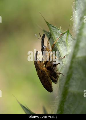 Pair of Weevils Mating Rhubarb Curculio (Lixus concavus) near Spili, Crete, Greece Stock Photo
