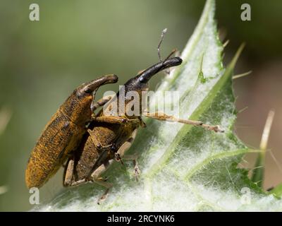 Pair of Weevils Mating Rhubarb Curculio (Lixus concavus) near Spili, Crete, Greece Stock Photo