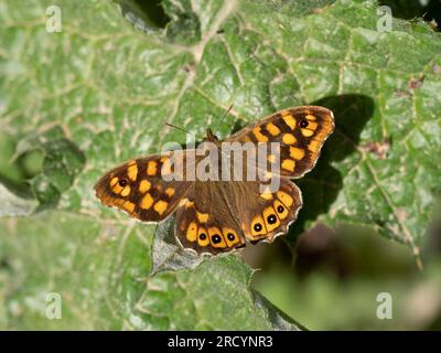 Speckled Wood Butterfly (Pararge aegeria) Near Spili, Crete, Greece Stock Photo