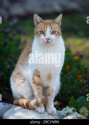Domestic Cat in garden  (Felis catus) Ginger and White Colour, Central Crete, Vrisses Apoloronas Stock Photo