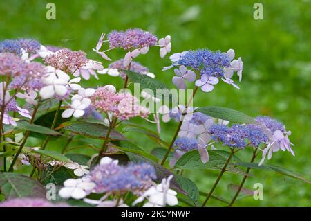 Pink Flowers of Purple Lacecap, Hydrangea Macrophylla Stock Photo