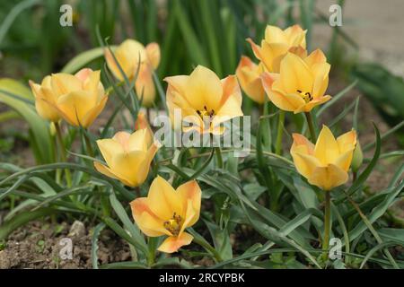 Flax-leaved tulips (Tulipa linifolia). Stock Photo