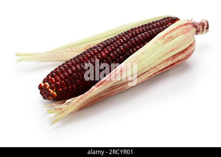 Burgundy color sweet corn isolated on white background Stock Photo