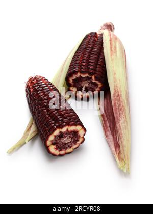 Burgundy color sweet corn isolated on white background Stock Photo