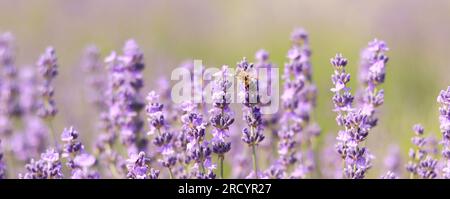 A bee on a lavender flower close-up. A honey bee pollinates lavender flowers. Pollination of plants by insects. Lavender flowers in a field close-up w Stock Photo