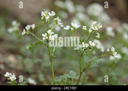 Blooming Large bitter cress (Cardamine amara). Stock Photo