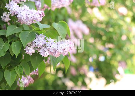 Lilac in the park. Flowering branch of light pink lilac close-up. Blooming tender lilac flowers Stock Photo