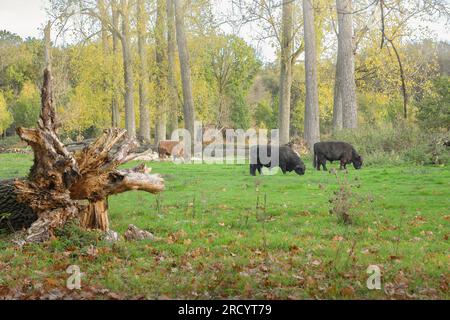 Cattle of the Black Galloway breed in a park of nature Stock Photo