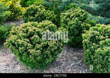Bark mulch in Garden, Coniferous, Plants, Growing, Common Yew, Taxus baccata 'Litomysl' Stock Photo