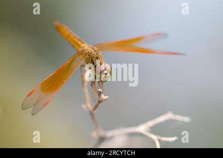 Close-up orange Dragonfly sitting on the branch. Stock Photo