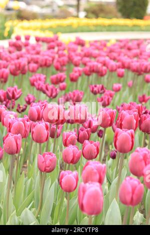 Tulips in the city, bright spring flowers. City alley of blooming tulips. Park of bright beautiful flowers. World Tulip Day. Pink tulips Stock Photo