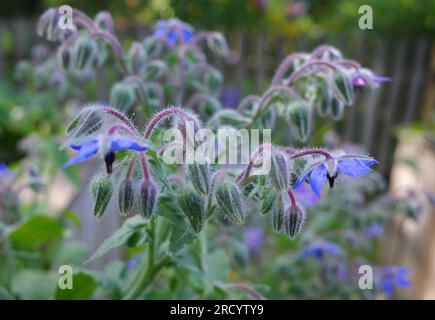 Blue flowers of borage or Borago officinalis Stock Photo