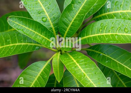 Green mango (Mangifera indica L.) young leaves in shallow focus Stock Photo