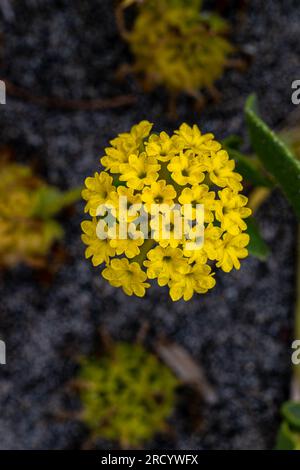 Flowers of Coastal or Yellow Sand-verbena (Abronia latifolia) Stock Photo