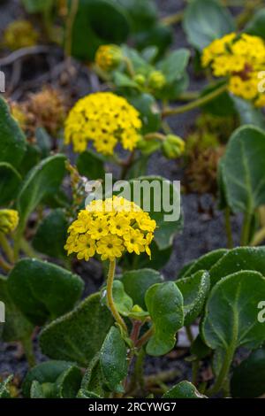 Flowers of Coastal or Yellow Sand-verbena (Abronia latifolia) Stock Photo