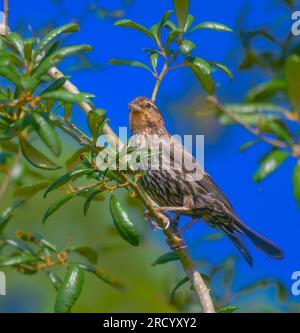 juvenile red-winged blackbird perched on a branch Stock Photo