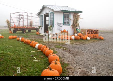 Sign of pumpkins for sale in the roadside stand on a foggy day Stock Photo