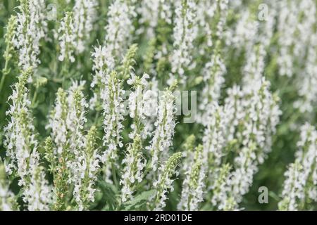 White salvia hi-res stock photography and images - Alamy