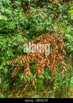 Dead leaves on a broken branch - Rosnay, Indre (36), France. Stock Photo