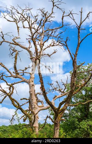 Gnarled dead tree in the Brenne - Rosnay, Indre (36), France. Stock Photo