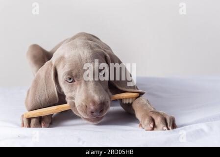 Weimaraner puppy with a toothbrush in its mouth. Oral hygiene in dogs. Care and protection of pets. A dog begging to have his teeth brushed Stock Photo