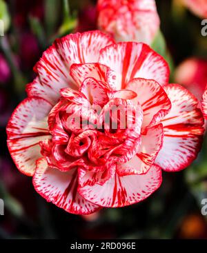 Red-Tipped Carnation Stock Photo