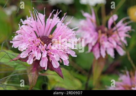Wild bergamot bee balm in flower. Stock Photo