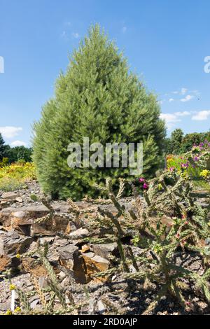 Single-Leaf Pinon, Pinus monophylla, Tree Stock Photo